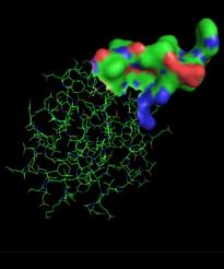 Peptide Aptamer